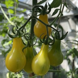 Birnenförmige Gelbe