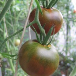 Black Krim / Schwarze Krim