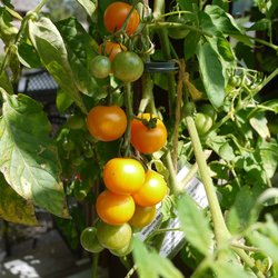 Bolivianische Obsttomate