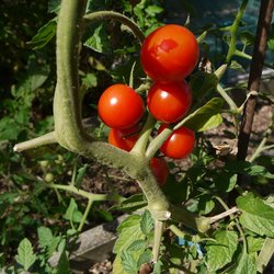 Cherrytomate Primabella