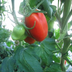 Dix Doigts de Naples