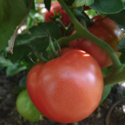 Eva's Purple Ball / Purpureva