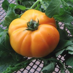 Froschkönigs Goldkugel