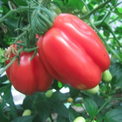 Gezahnte Bührer-Keel