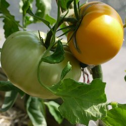 Gälschnäps / Yellow Brandywine