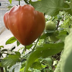 Herztomate Riehen