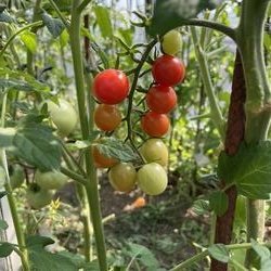 Mexican Honey Zuckertraube