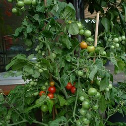 Mini Mini (Tiny Tim)