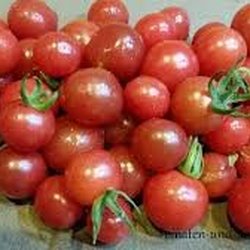 Peruanische Wildtomate