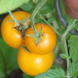 Poma Amoris Minora Lutea