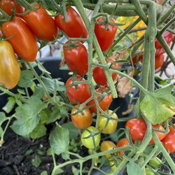 Pomodorini di Sardegna