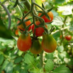 Rote birnenförmige von Schwanden