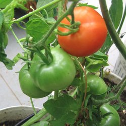 Schöne von Toggenburg