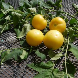 Super Snow White Cherry