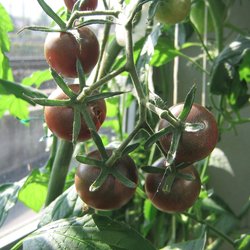 Tschornaja Wischnja / Schwarze Kirsche