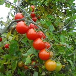 Wilde Mauritius / Rote Murmel